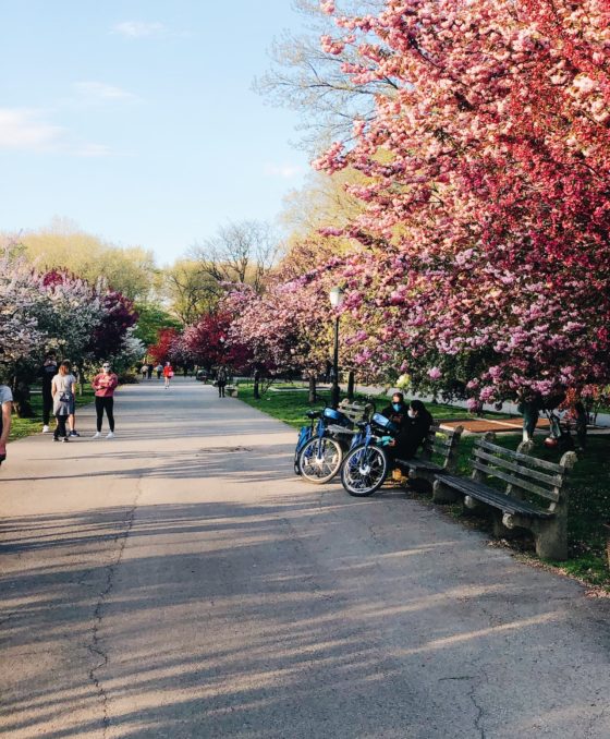 cherry blossoms riverside park new york city nyc