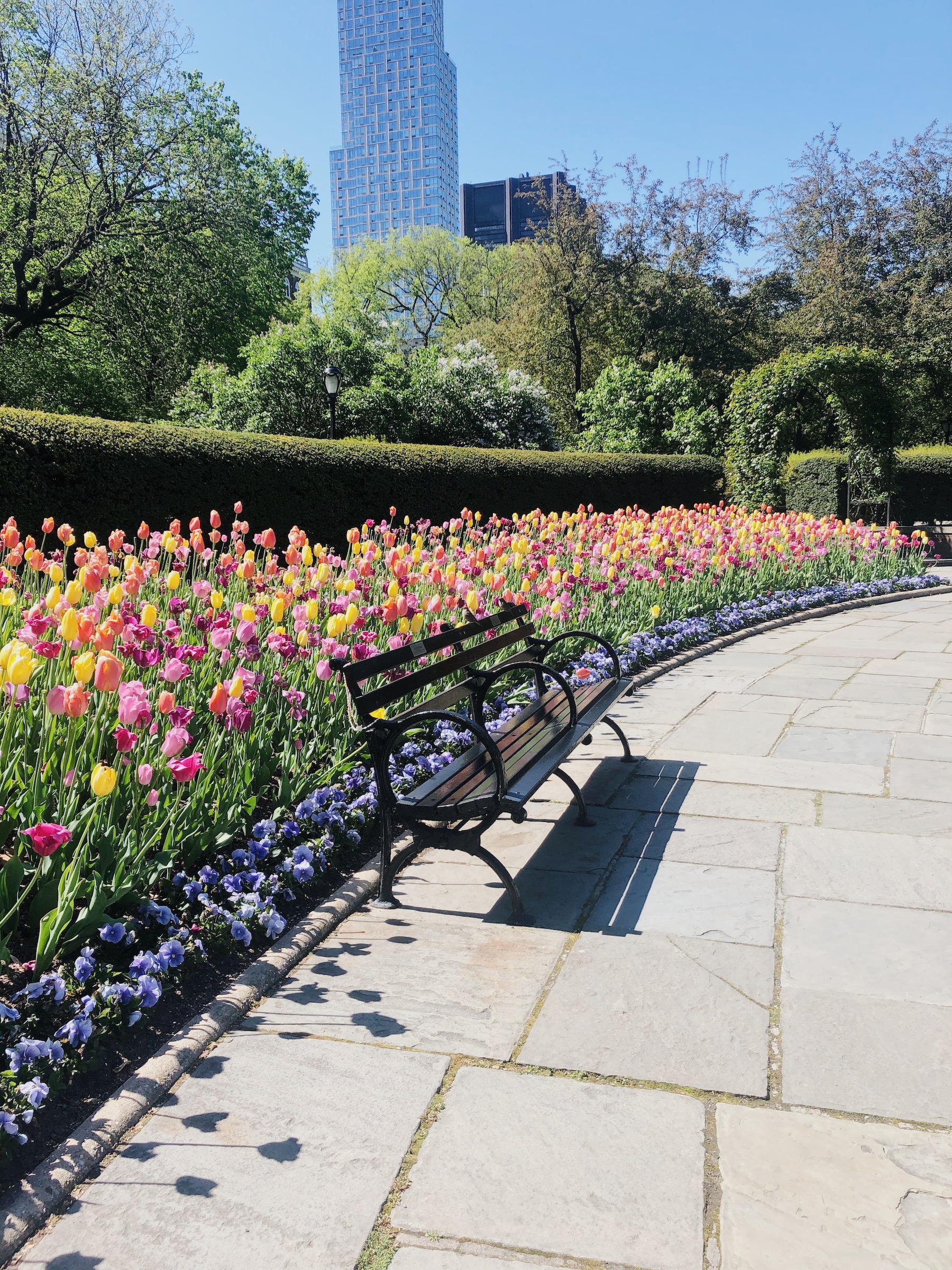 tulips in central park nyc